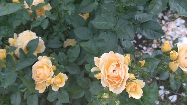 роза Эксплорер и ханзештад росток  #розы #сортароз