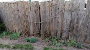 Гортензия черешковая весной.