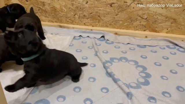 Щенки лабрадора (19 день)|Наш лабрадор ViaLador
