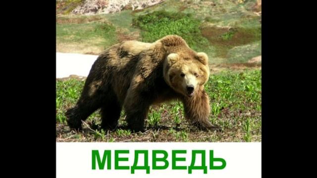 Дикие животные - Презентация для детей. смотреть онлайн