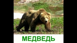 Дикие животные - Презентация для детей.