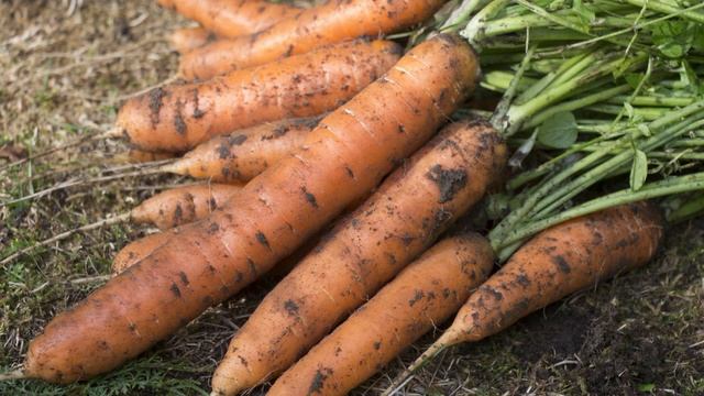 ПОЧВА: СОСТАВ И ПЛОДОРОДИЕ ПОЧВЫ УРОК №2 смотреть онлайн