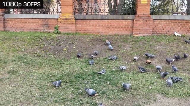 ОБЗОР OnePlus Nord CE 3 Lite - IPS с отличными динамиками смотреть онлайн