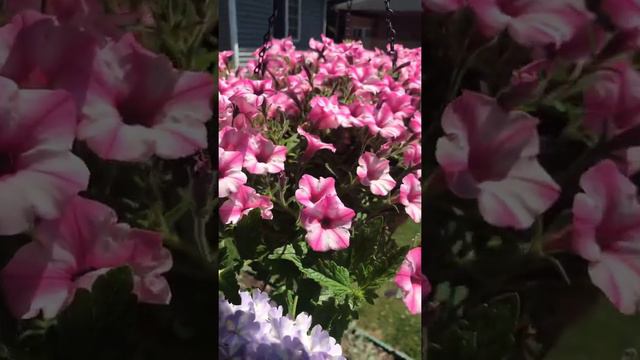 Proven Winners Mini Vista Pink Star Petunia смотреть онлайн