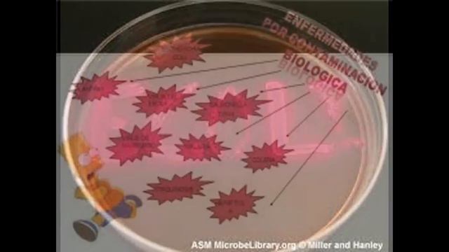 presentación: escherichia coli смотреть онлайн