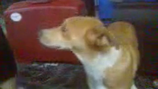 Cute stray dog in airport, Kefalonia смотреть онлайн