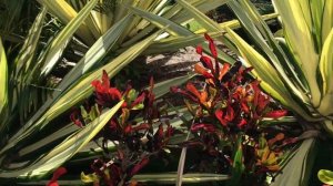 Голд Кост. Австралия