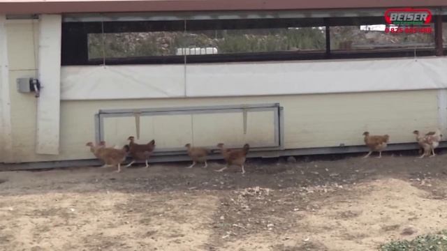 Témoignage GAEC La Belle Vue Bâtiment Avicole Mobile (Hélène ACKERMANN) ? | BEISER ENVIRONNEMENT смотреть онлайн