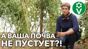 ЧТО ПОСЕЯТЬ ПОСЛЕ ТОМАТОВ НА ГРЯДКЕ ИЛИ В ТЕПЛИЦЕ?!