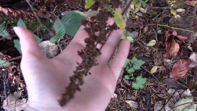 hardhack (Spiraea douglasii) смотреть онлайн