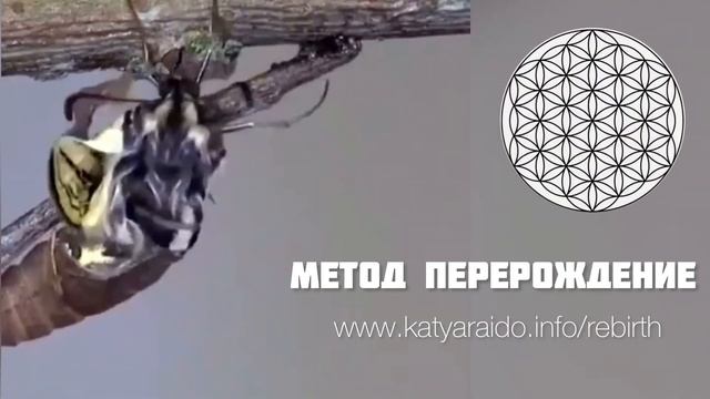 Вот так происходит Перерождение. Хочешь изменить свою жизнь? Тогда тебе на сайт. смотреть онлайн