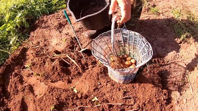 Грибы, пасека, картошка \\ В деревню! смотреть онлайн