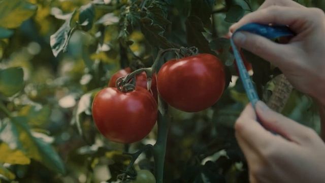 Heinz Все дело в томатах 30 смотреть онлайн