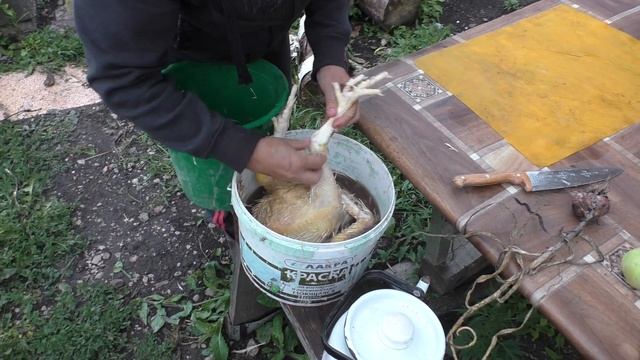 На первом петухе первая съемка новой камерой))