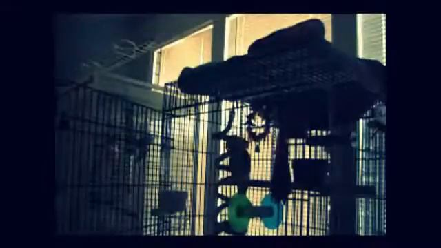 Попугай поет хэви металл смотреть онлайн