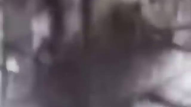 Bear hunting. Охота на медведя с берлоги смотреть онлайн