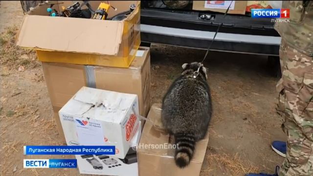 Енот из Херсона смотреть онлайн