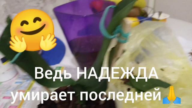 243) Экстренная помощь бедняжке орхидейке.Попугашки Тоша и Кеша остались без родителей. смотреть онлайн