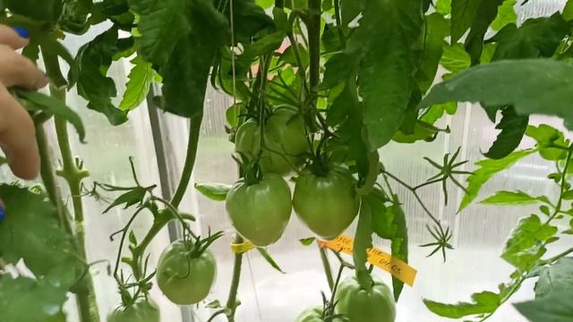 Томат Алое сердце гиганта обзор в теплице.м-н ДАЧА г.Каменск-Уральский 17.07.2023 смотреть онлайн