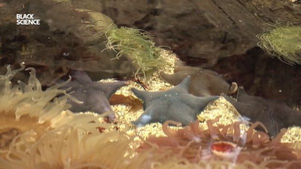 Что На Самом Деле Находится На Дне Марианской Впадины? | Black Science