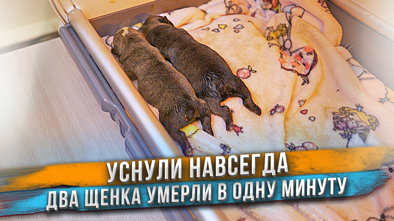 Щенкам резко стало плохо и они умерли одновременно ? смотреть онлайн