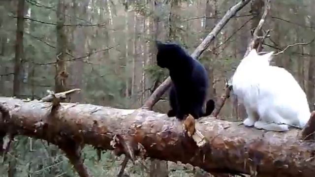 котята в лесу первые выходы смотреть онлайн