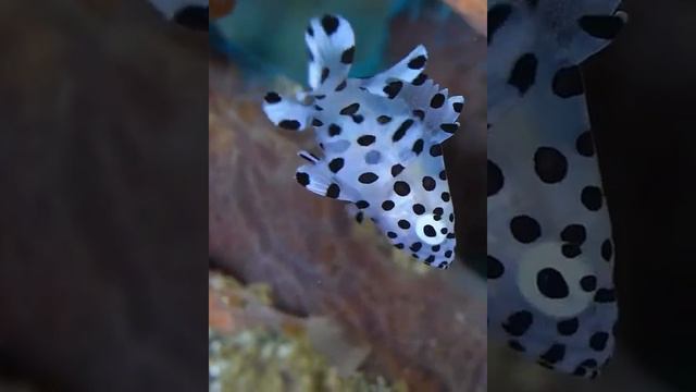 Малёк трески баррамунди смотреть онлайн