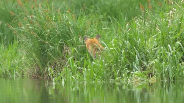 RIVER WILDLIFE EPISODE 1 смотреть онлайн