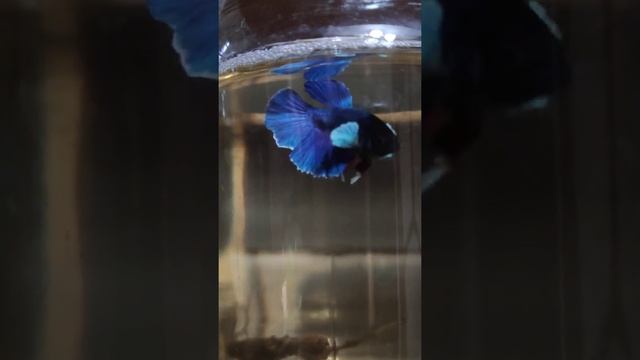 Бойцовые рыбки петушки сиамские слоновье ухо (дамбо) самцы. betta dambo purple смотреть онлайн