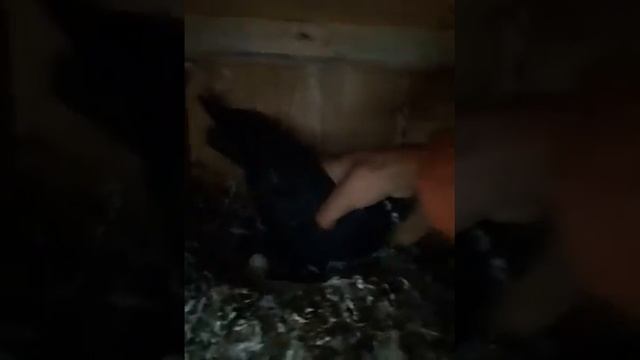 #Голуб #Таджикистана #птички #исфара смотреть онлайн