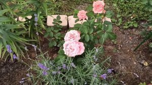 Сравнение двух сортов роз. Роза Кимоно и роза Лоран Каброль.