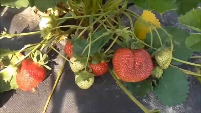 NAIAD сорт КСД средне/раннего срока созревания смотреть онлайн