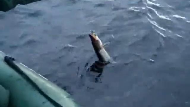 Рыбалка в Карелии.Верхнее Кумозеро.Август 2010. смотреть онлайн