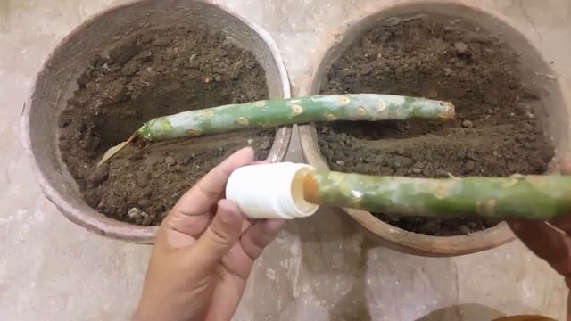HOW TO GROW PLUMERIA FROM CUTTINGS | PLUMERIA PROPAGATION - Sprouting Seeds смотреть онлайн