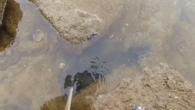 Abandoned seafood farms, picking up seafood along the way, and catching big fish смотреть онлайн