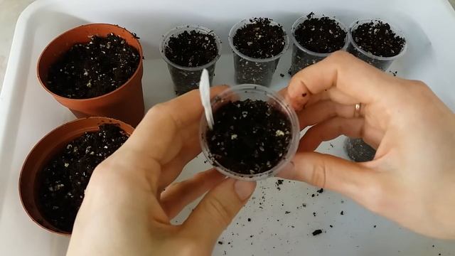 Как сажать ахименесы смотреть онлайн