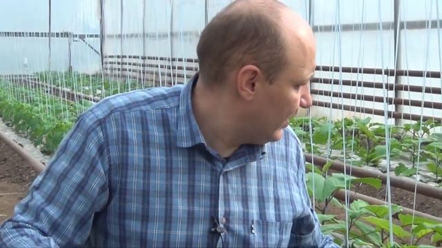 Активная вегетация перца Фламинго F1 (22-01-2018) смотреть онлайн