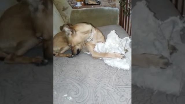 Собака ложиться спать смотреть онлайн