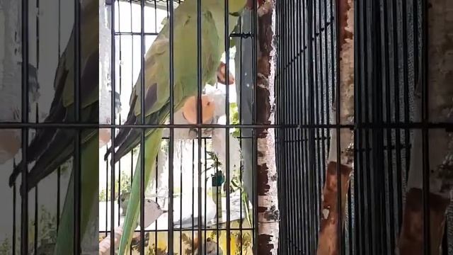 Ожереловый попугай Кеша кушает клубнику смотреть онлайн