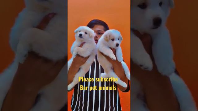 #Show Quality #Pomeranian #male 8,000₹ #female 5,500₹ #sale #telugu #viral #support #9502887889