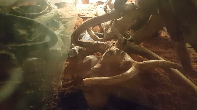 Nile monitor(4) смотреть онлайн