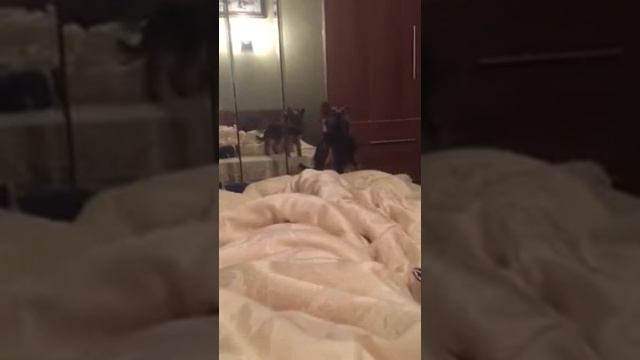 Собаченка + ЗЕРКАЛО смотреть онлайн