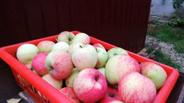 РЕЙТИНГ АЛИСЫ. Яблочный спас: ДАРИМ ЯБЛОКИ смотреть онлайн