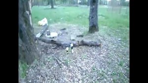 Stoeger x20 70 Метров