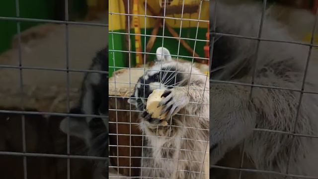 Енот украл стакан / raccoon stole a glass смотреть онлайн