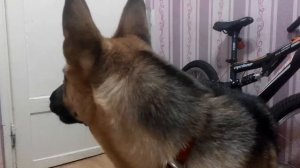 Немецкая овчарка лает