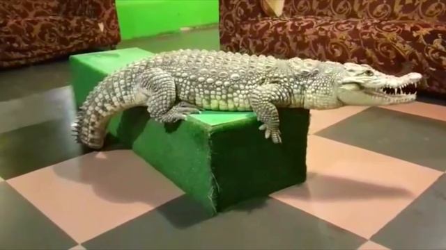 КРОКОДИЛ ПРОТИВ БУТЫЛКИ С ВОДОЙ! Что будет если крокодилу в пасть кинуть бутылку? смотреть онлайн