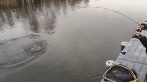 Ловля форели на платном водоёме г. Челябинска