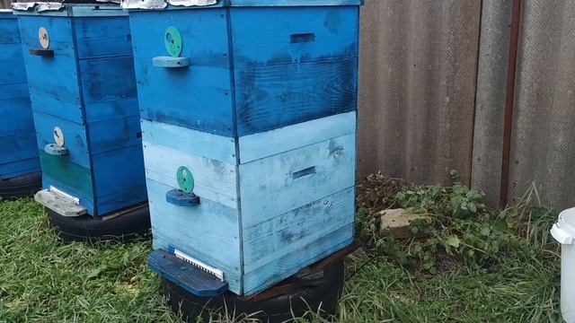 Первая проблема на пасеке пчёлы гибнут на глазах причина неизвестна ✅?? смотреть онлайн