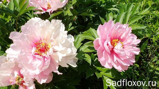 Пион ИТО-гибрид Фест Эрайвл (First Arrival) в моем саду смотреть онлайн